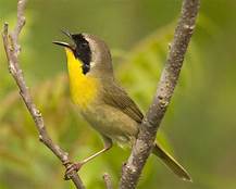 Common_Yellothroat_Bird